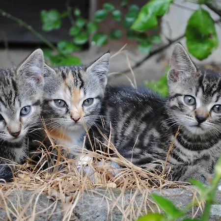 Maison Pittoresque Feriehus Hermerswiller